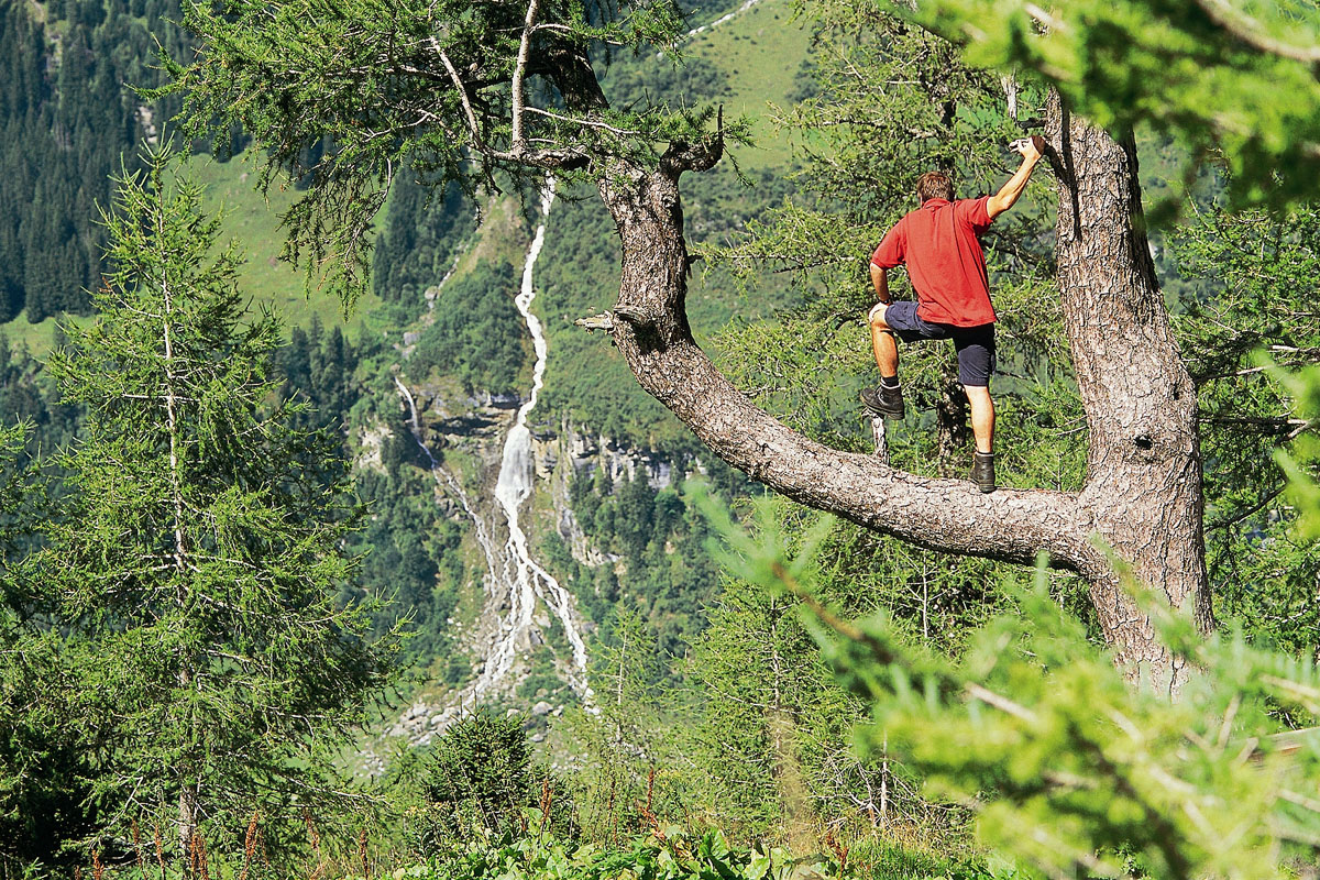 Nationalpark Hohe Tauern Sommer Wald